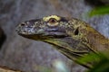 Monitor lizard close up of face Royalty Free Stock Photo