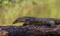 Close up Monitor lizards