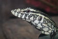 Close up the monittor is reptilia animal Royalty Free Stock Photo