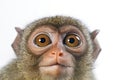 A close up of a monkey with big eyes. Generative AI image. Royalty Free Stock Photo