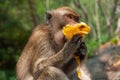 monkey eat mango on a blurred background Royalty Free Stock Photo