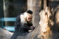 A close-up of a monkey