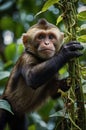 Adorable Baby Monkey Holding onto Vine in Lush Jungle Royalty Free Stock Photo