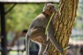 Close-up monkey climbs a tree with food in its paws
