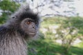 Close-up of Monkey Royalty Free Stock Photo