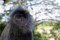 Close-up of Monkey Royalty Free Stock Photo