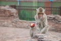 Close-up Monkey eating fruit with copy space