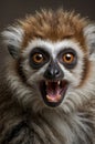 A Close Up Portrait of Collared Brown Lemur Showing Its Teeth with Open Mouth Royalty Free Stock Photo