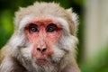 Close up of a monkey face with expressive eyes in Rishikesh Royalty Free Stock Photo