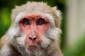 Close up of a monkey face with expressive eyes in Rishikesh