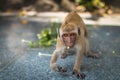 Close up Monkey face fierce. monkey walking and looking. Royalty Free Stock Photo