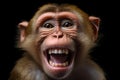 Close-up of a monkey with its mouth open. Great for wildlife or animal-themed projects Royalty Free Stock Photo