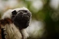 Close-up of a monkey looking away Royalty Free Stock Photo