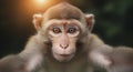 Close Up of Monkey Looking at Camera with Focus and Sunlight Royalty Free Stock Photo