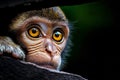 A close up of a monkey looking at the camera Royalty Free Stock Photo