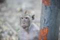 Close up monkey looking something from the car , monkey thailand Royalty Free Stock Photo
