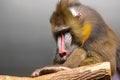 A close-up of a Monkey mandrill