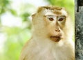 Close-up monkey portriat Royalty Free Stock Photo