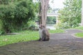 Close-up monkey select focus, Asian monkeys out focus Royalty Free Stock Photo