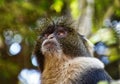 Close-up of a monkey sitting in a tall tree.