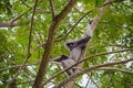 Close-up monkey sitting on a tree and holding branches Royalty Free Stock Photo