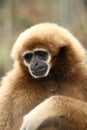 Close-up of monkey in Thailand