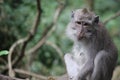 Close up of a monkey in the Ubud Sacred Forest