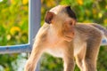 Close-up a monkey at the Sammuk mountain. Royalty Free Stock Photo