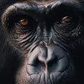 A close up of a monkey& x27;s face with a black background. AI generative image. Royalty Free Stock Photo