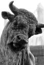 Close up, monochrome shot of Statue of bull, Nice, France