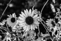 Close up monochrome Sunflowers Helianthus annuus on a stem Royalty Free Stock Photo