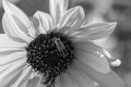 Close up monochrome Sunflowers Helianthus annuus on a stem with soldier beetles Royalty Free Stock Photo