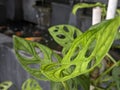 A Close up of Monstera adansonii Leaves Royalty Free Stock Photo
