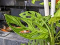 A Close up of Monstera adansonii Leaves Royalty Free Stock Photo