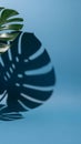 Close-up of Monstera Leaf with Shadow on Blue Background Royalty Free Stock Photo