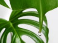 close up of a monstera leaf with water drop isolated on white background, Guttation of housplants concept