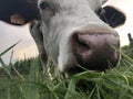 Close up of, The Montbeliarde cow