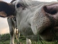 Close up of, The Montbeliarde cow