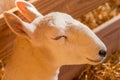 Close-up of a Montdale sheep at the fair