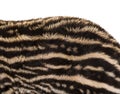 Close up of Month old Brazilian tapir`s fur in front of white ba