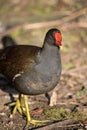 Close up of a Moorhen Gallinula chloropus