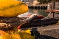 Close-up of a mooring rope with a knotted end tied around a cleat on a wooden pier Royalty Free Stock Photo