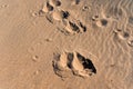 Close up of moose footprints in the sand