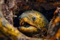 Close Up of Moray Eel Peeking Out from Coral Reef Crevice in Underwater Scene