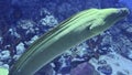 Close-up of Moray opens its mouth wide and peeking out of a burrow in a coral ree . Yellow-mouthed Moray Eel Gymnothorax nudivome