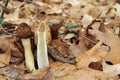 Close-up of Morel Mushrooms in the Wild