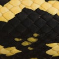 Close-up of Morelia spilota variegata snake scales Royalty Free Stock Photo