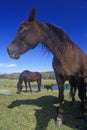 Close-up of Morgan Horse, Danville, VT Royalty Free Stock Photo