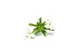 Close up Morinda coreia Buch plant on white background
