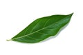 Close up Morinda coreia Buch plant on white background